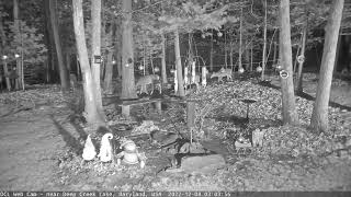 Five Deer Walk Down the Path (12/08/2022)