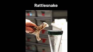 Rattlesnake Strike! | Rattlesnake | Snake | Snake Video | USA | America
