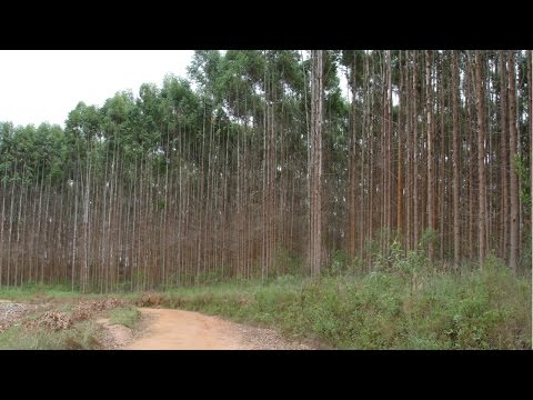 Curso Reposição Florestal - Áreas Erodidas 