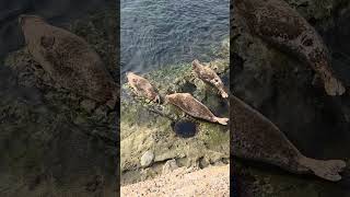 Three Blind Seals