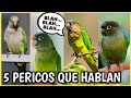 5 PERICOS HABLANDO ¡Los MEJORES! | Pericos verdes que hablan