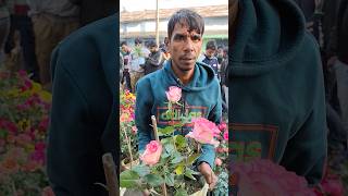 Rose Id Zumelia With Price