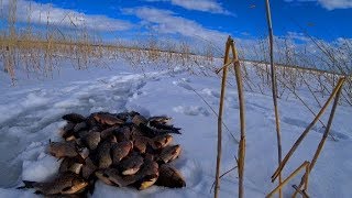 Чем гуще камыш тем толще карась! Озеро Сухмень.