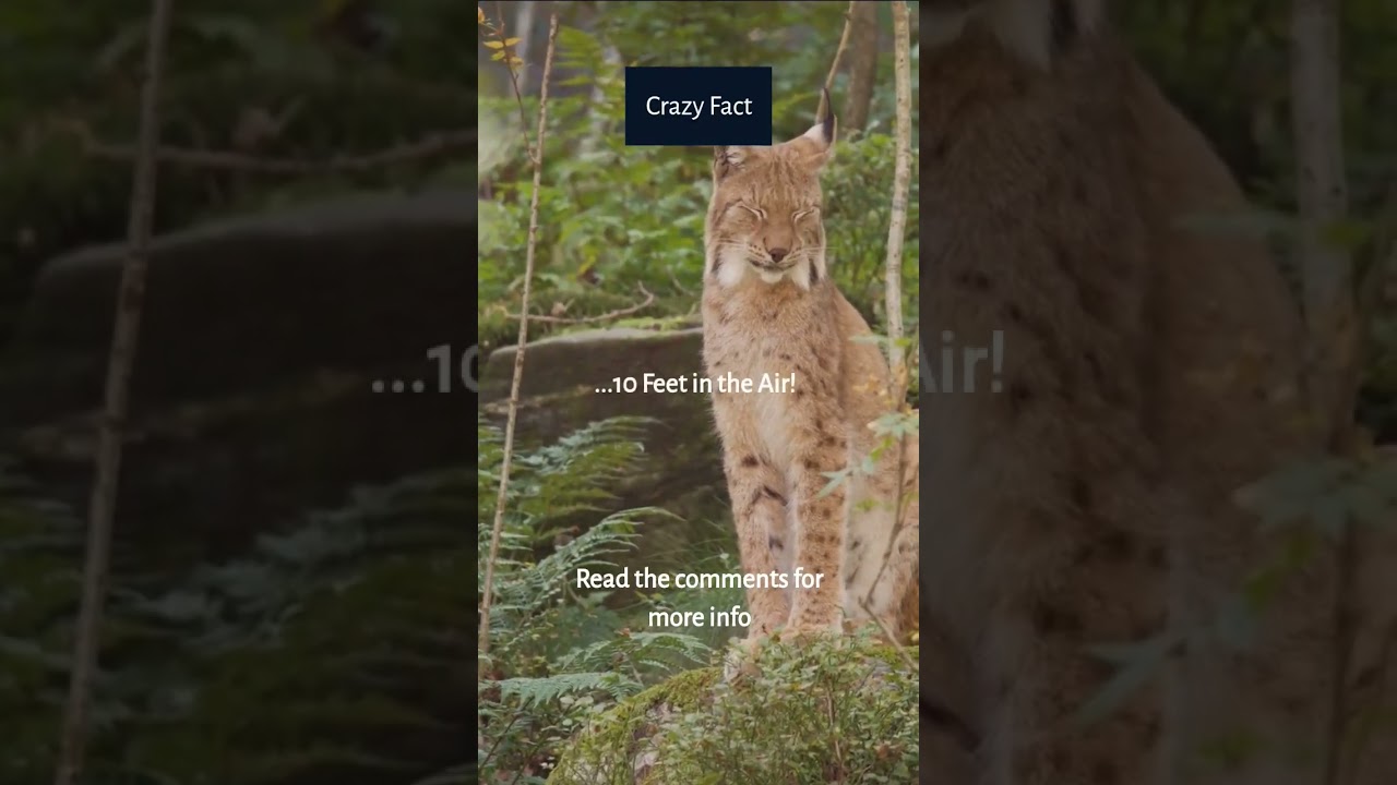 The Shocking Truth About Bobcats: Discover How High They Can Jump! 