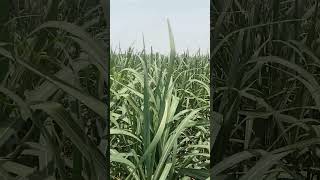 February sugar cane sawing crop #foryou #february #cropprotection #youtubeshorts #agriculture
