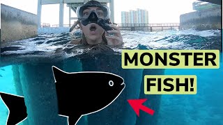 Massive 400 Lb Monster Fish Found On Shore Dive!