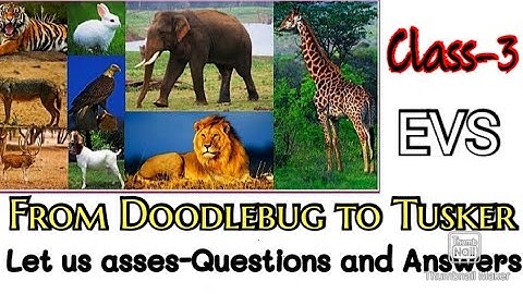 Class-3/From Doodlebug to Tusker/EVS/Unit-2/Let us asses/Textbook questions and answers