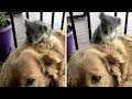 Golden Retriever Saves Baby Koala