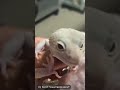 Comment it’d you can understand them