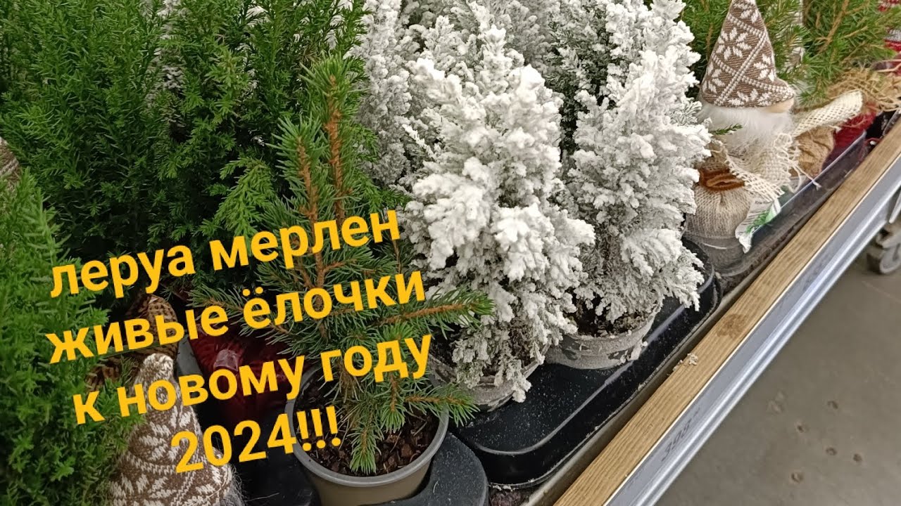 красивые маленькие елочки для нового года в Леруа мерлен#воронеж - YouTube
