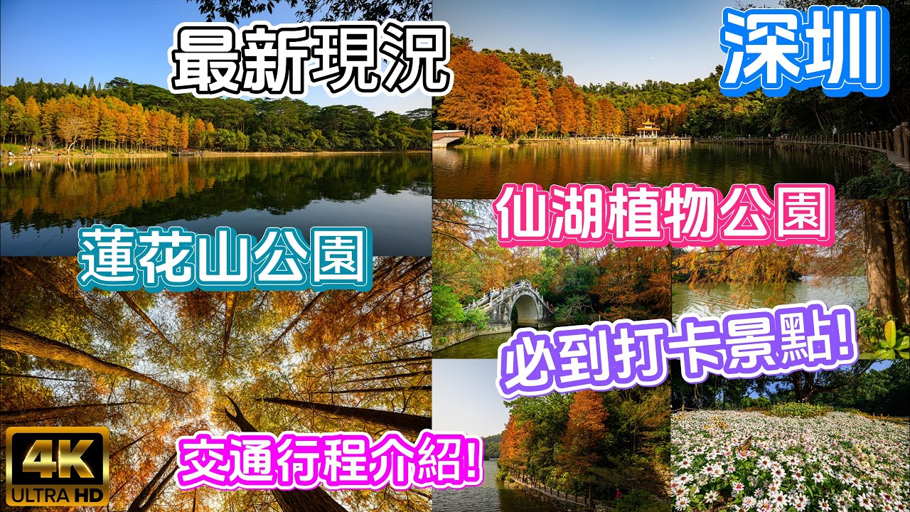 [深圳 遊覽篇  紅葉 & 落羽松 ] 城市中心蓮花山公園 | 攝影發燒友必去仙湖植物公園 |提供路線及打卡景點 |秋冬必去玩玩   4K用心制作