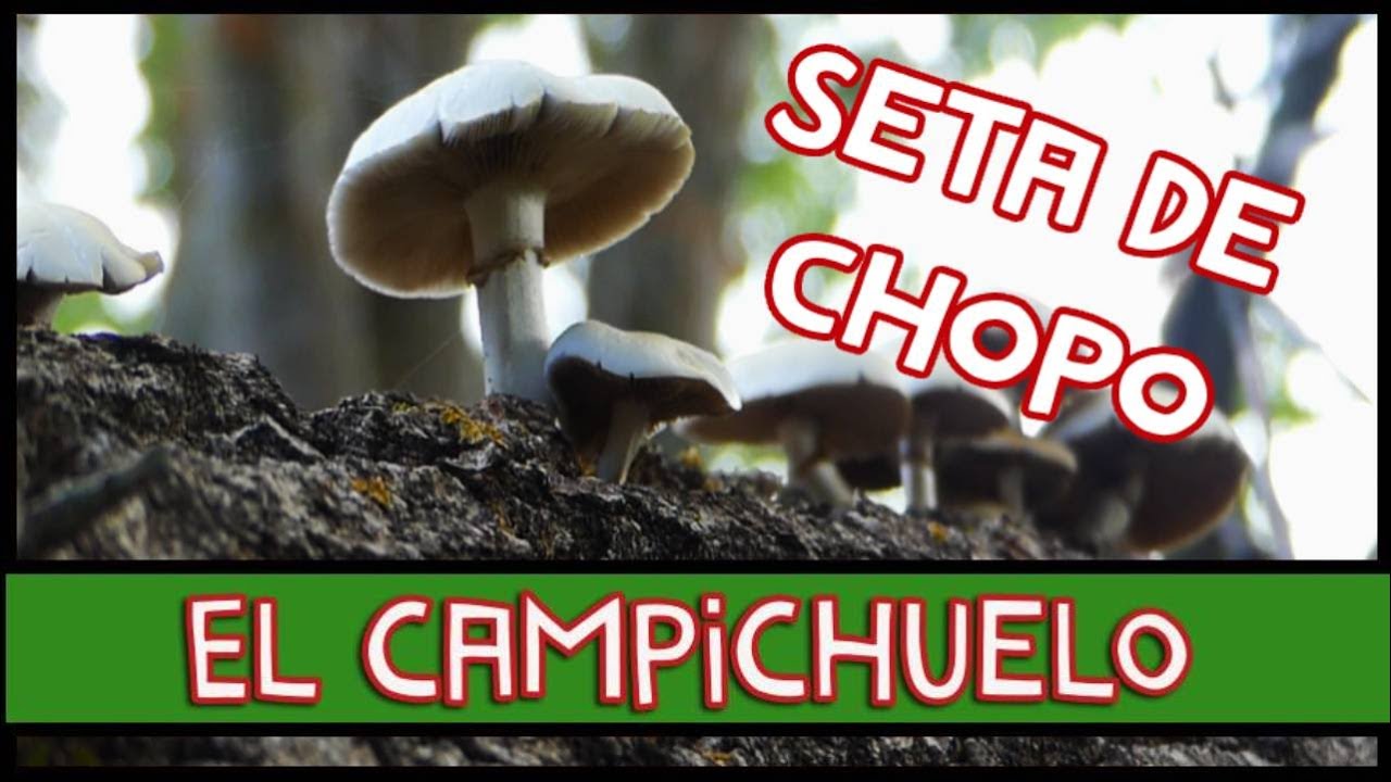 identificar setas de chopo