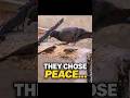 While the world fights… they chose peace #KindnessMatters #BirdsOfPeace #NatureMessage #TinyWild