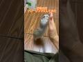床の色でピー助の見栄えが結構変わるんです👀 #ピー助 #リチャードソンジリス #animal