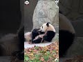 Who can resist such a cute panda 😍 #panda #trending #viral #cute