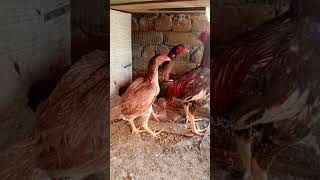 Talking Parrots and Exotic Birds For Sale | Must Watch 2026"u FAR sail #cockatoos #parrotbeak #parro