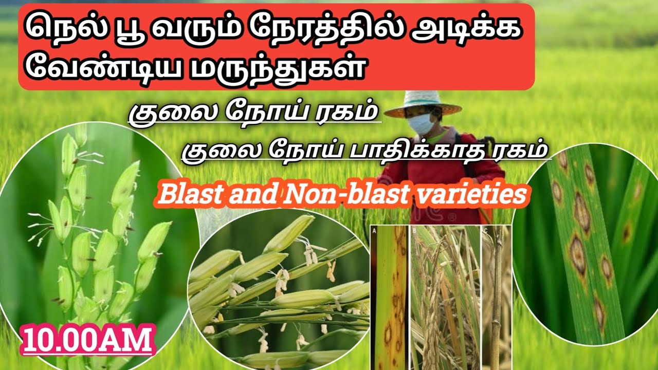 நெல் பூ பருவத்தில் தெளிக்கும் மருந்துக்கள் | Paddy budding stages chemicals 