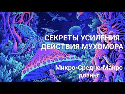 Как найти свою схему среднедозинга мухомора форум