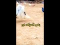 حمام بيعمل حركات Shorts Funny 
