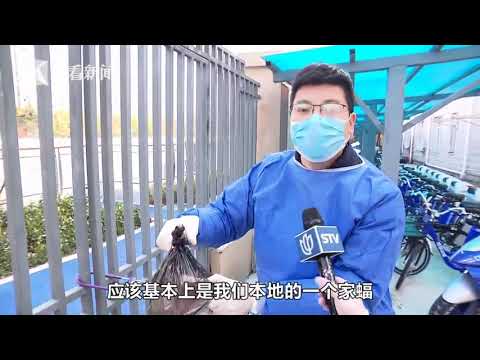 居民家有蝙蝠栖居怎么办？专家教你这样做