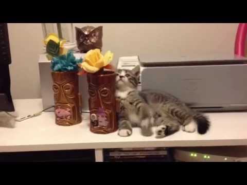 Berlioz loves flowers