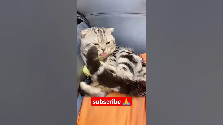 Video 1166821: kucing russian blue, kucing munchkin, kucing sphynx, kucing maine coon, kucing bengal, cat kucing, cat kucing cute