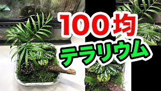 テラリウム １００円ショップの材料でテラリウム作ってみた １００均観葉植物 Youtube