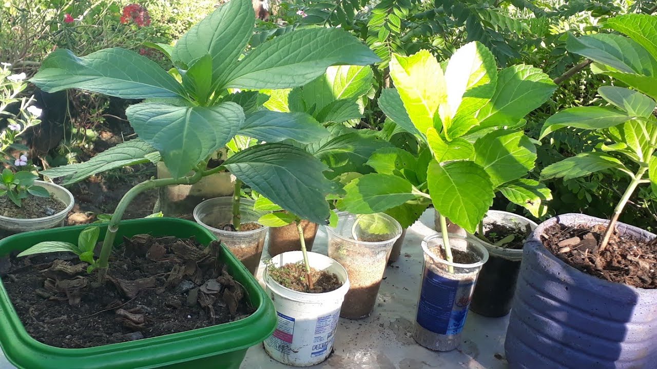 SUBSTRATO P/HORTÊNCIA +MUDINHAS NA AREIA GROSSA🌱