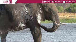 For African bush elephants, wrinkles are cool