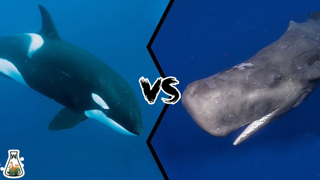 KILLER WHALE VS SPERM WHALE - Who would win this battle of titans? 