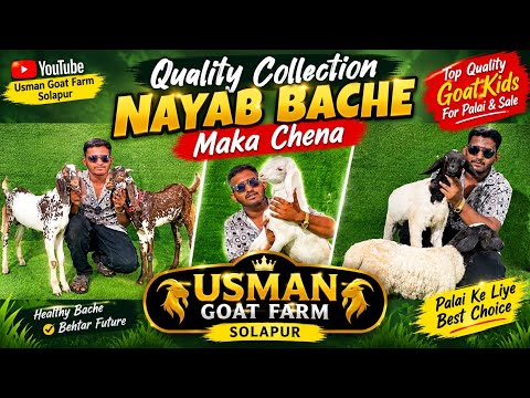 Quality Collection 🔥 Nayab Bache | Maka Chena | Top Quality Goat Kids | Usman Goat Farm Solapur 🐐❤️