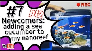Newcomers Pt2 Adding A Sea Cucumber To My Nanoreef.