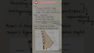 Breast anatomy / female reproductive organs  #femaleanatomy #breast