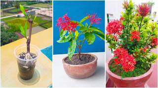 How To Propagate Ixora Plant From Cuttings