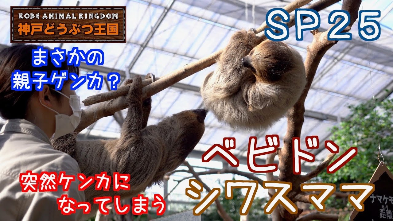 SP25 突然ケンカになってしまうナマケモノ親子（ベビドン