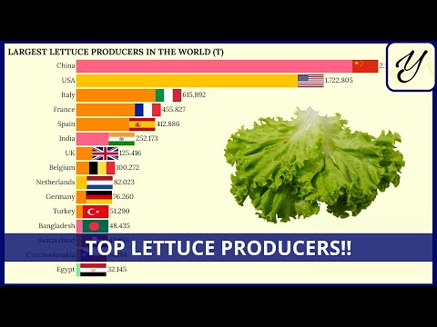 Largest Lettuce Producers In Us