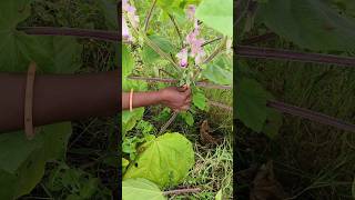 પેશાબ ની તકલીફ દૂર કરવાનો ઉપાય #vairalvideo #shortfeed #agriculture