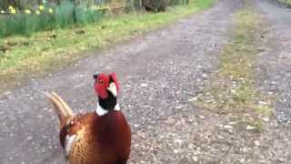 Friendly Wild Pheasant Turns Nasty