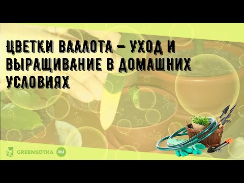 Цветки валлота — уход и выращивание в домашних условиях