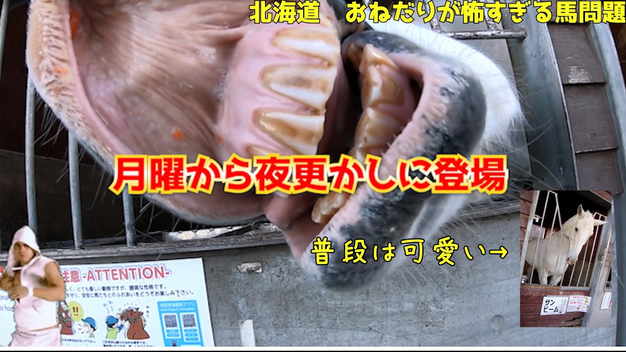 【月曜から夜ふかし出演】ばんえい競馬場（帯広市）サンビームくん