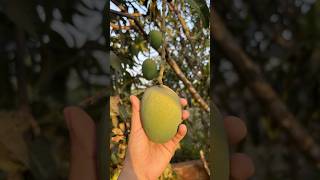 Mango Harvesting! #devgad #hapus #fruit #mango #season #2026
