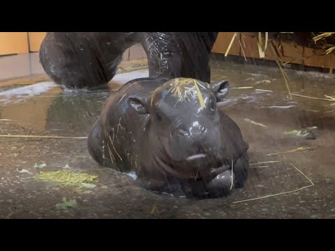 1ère douche pour l'hippopotame Quilla !
