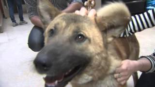 Fall in Love Friday: Mary, one-year-old dog