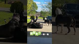 四隻訓練有素狗狗守護女孩安全