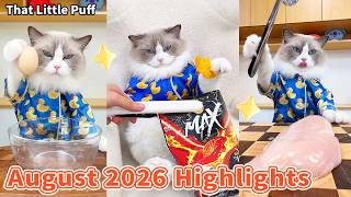 Puff's Most Creative Videos of August 2026  | That Little Puff
