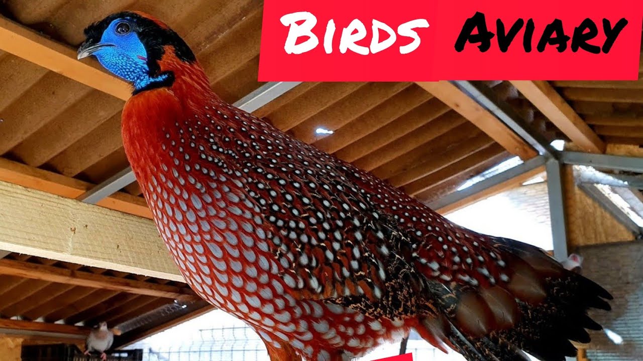 Voliere păsări de ornament ....Exotic birds aviary