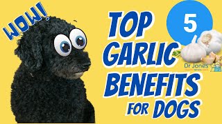 Is Garlic Safe for Dogs? 5 Health Benefits You Didn’t Know About