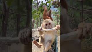 Cute Baby Monkeys Playing in the Forest 🐒🌿