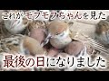 モフモフちゃんに関するお知らせです