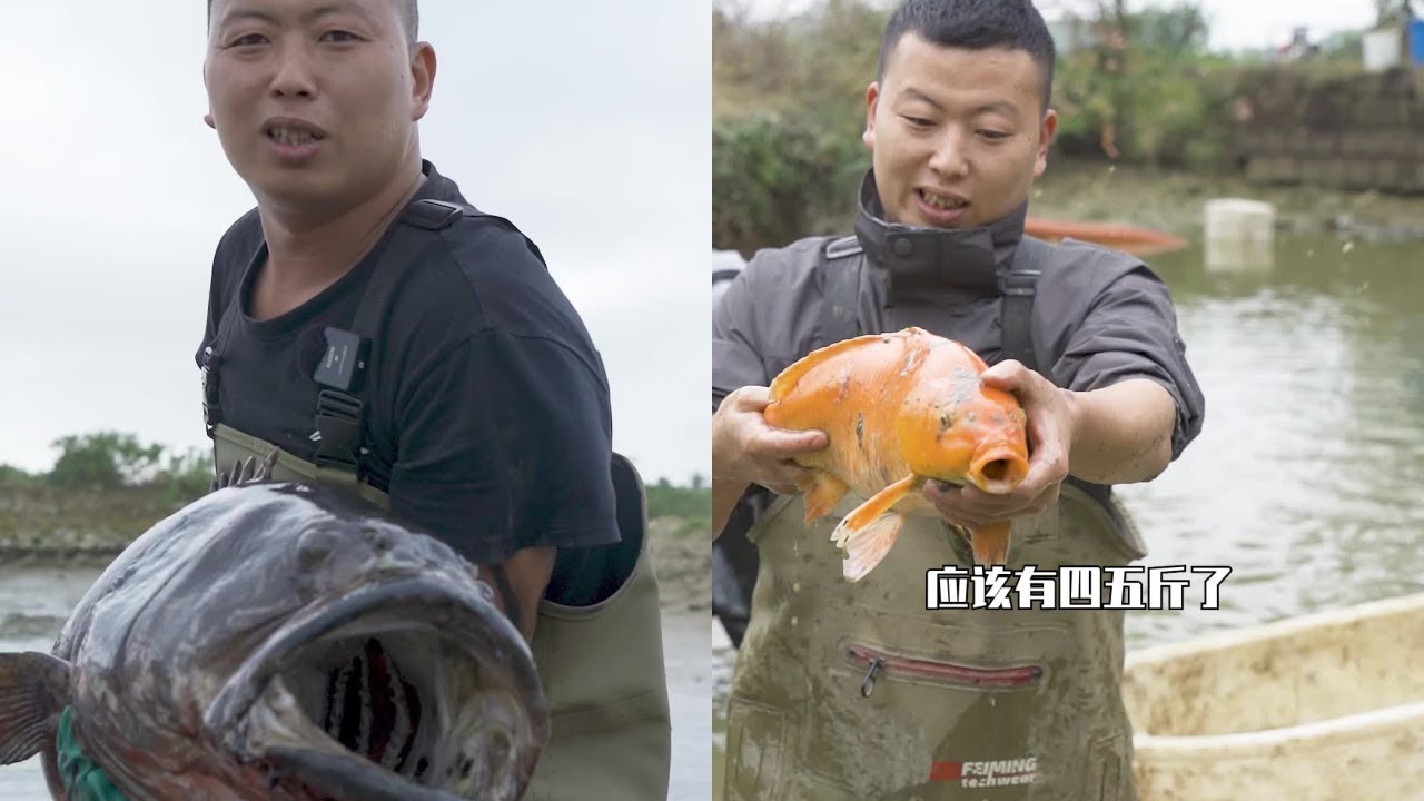 花100元包下一个荒废的海水塘，没想到里面竟然有大嘴鱼